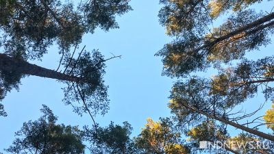 За вырубку елок под Качканаром «черный лесоруб» получил год колонии