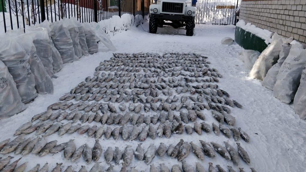 Сотрудники ФСБ на Ямале сняли с поезда тонну нелегальной рыбы (ФОТО)