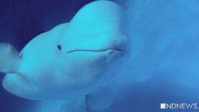 Екатеринбургский океанариум обратится в органы после видео об «избиении дельфинов»