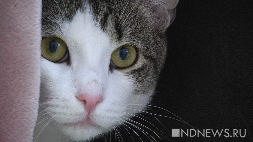 Врач рассказала о новой прививке – от аллергии на кошек и березу