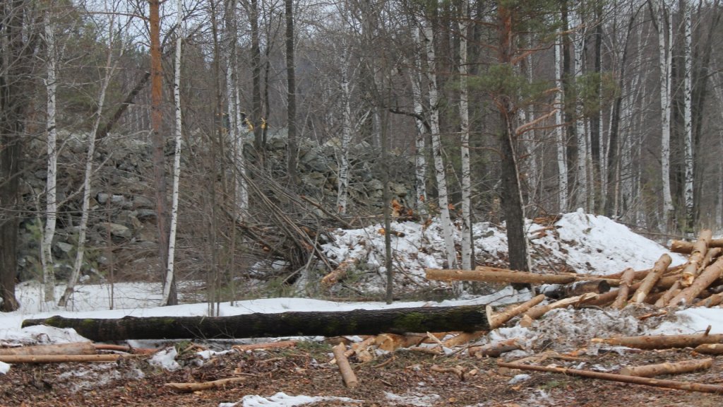 Под Первоуральском строители уничтожили деревьев на 51 млн рублей (ФОТО)