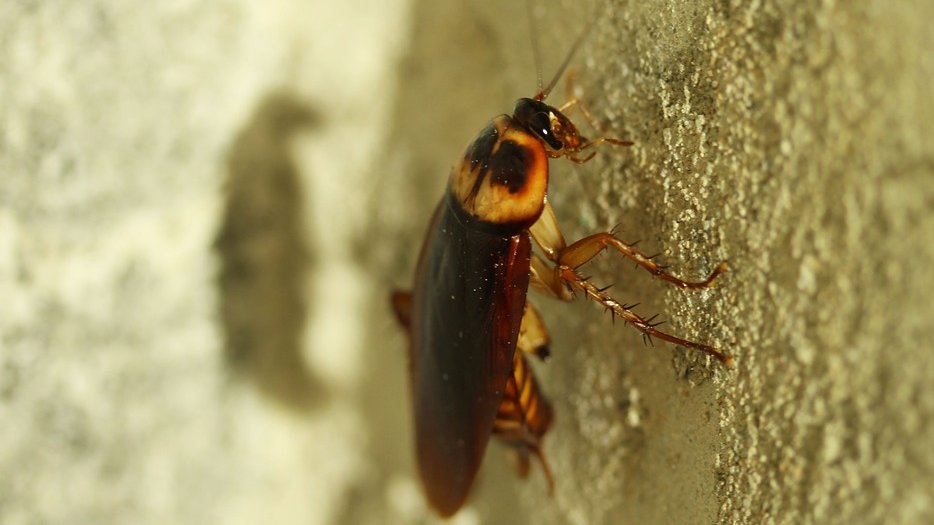 Откуда в Европе тараканы – ученые дали ответ