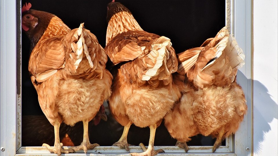 Тюменских кур будут страховать от птичьего гриппа