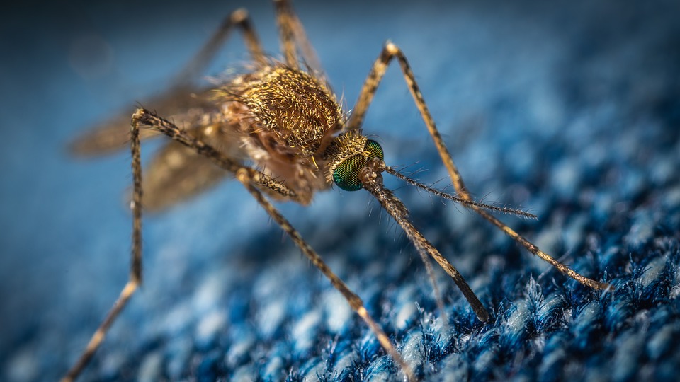 В США биологи намерены выпустить два миллиона ГМО-комаров