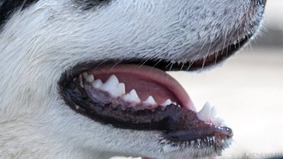 В Челябинской области волк средь белого дня напал на собаку