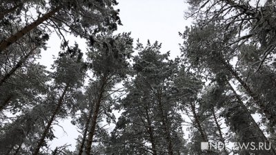 Уральские ученые доказали изменения климата, изучив годичные кольца древних деревьев на Ямале