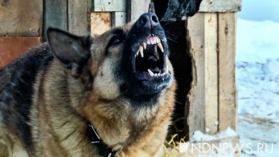 В одном из сел на Ямале бродячие собаки за лето искусали 28 человек