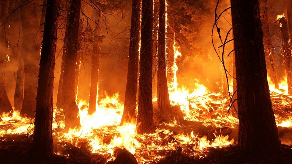 Штаб Рослесхоза установил особый контроль за лесными пожарами в Подмосковье и Якутии