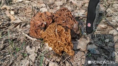 В уральских лесах появились первые грибы