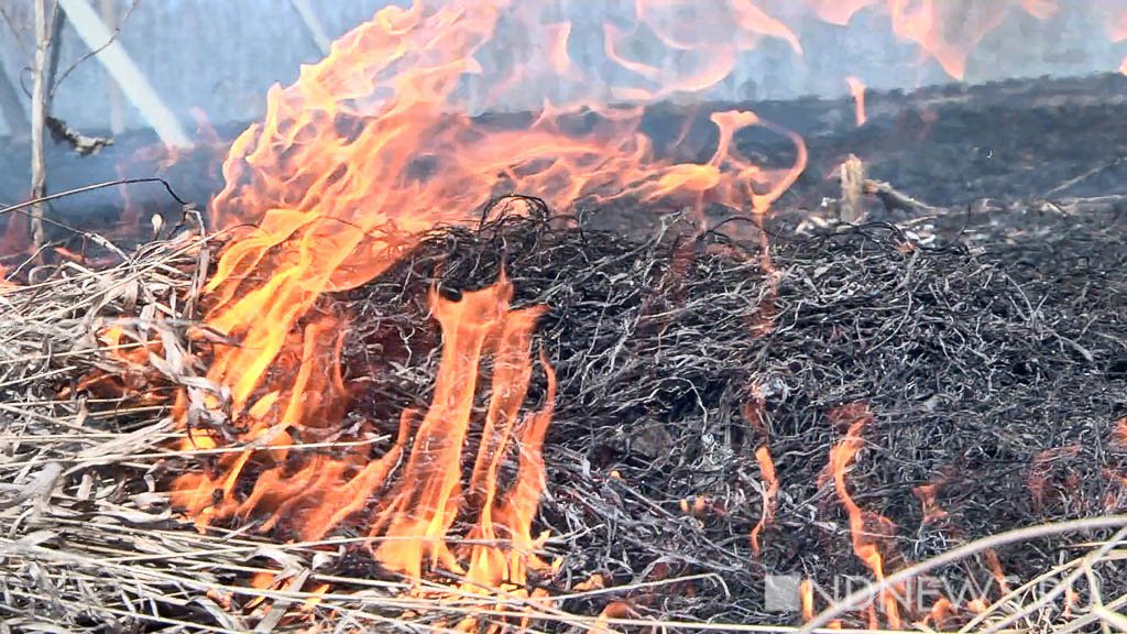 В заповеднике «Денежкин Камень» сгорело уже 65 га леса