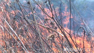 На Урале начался сезон лесных пожаров