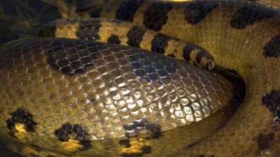 В аэропорту Бангкока в чемоданах нашли змей, комодских варанов, черепах и другую живность