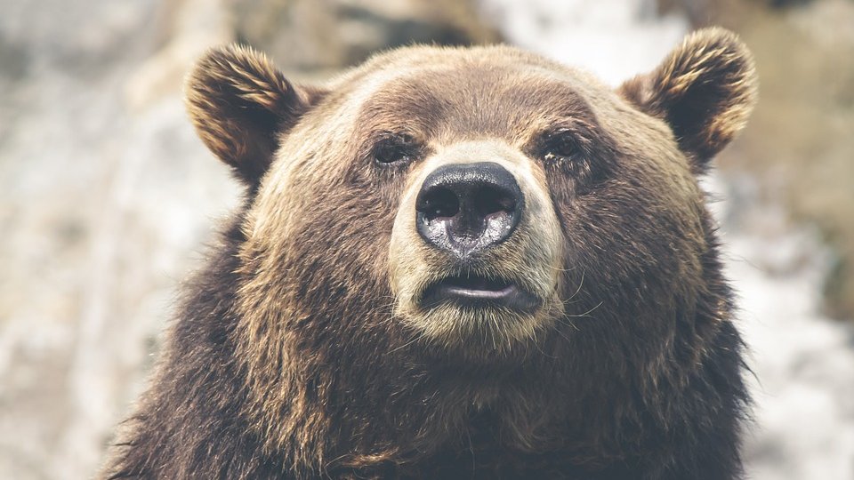 В Югре чиновники выложили в сеть фото убитого медведя, который «терроризировал» людей