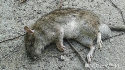 В Бурятии отлавливают и проверяют на чуму грызунов