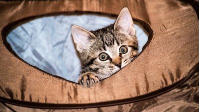 В доме во французской провинции обнаружены трупы более 60 кошек