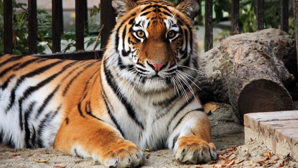 В зоопарке под Оренбургом тигрица отбила своего детеныша у вора