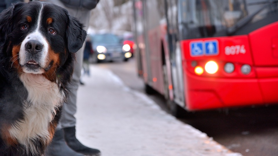 В курганском автобусе пассажир и кондуктор подрались из-за собачки (ВИДЕО)