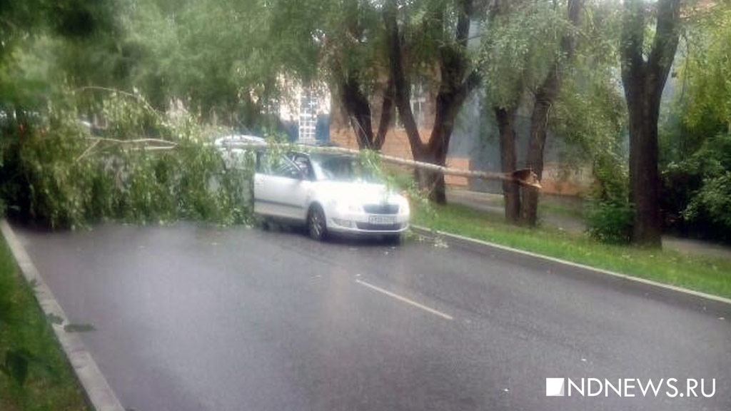 В Екатеринбурге деревья второй день подряд валятся на автомобили (ФОТО)