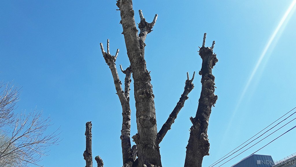 Подрядчики заменят погибшие деревья на северо-западе Челябинска и по дороге в аэропорт