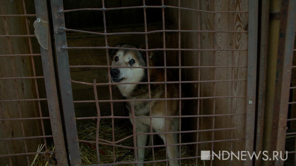 На Ямале еще десять детей, покусанных дикими собаками, получили денежные компенсации