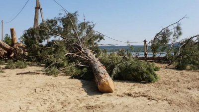 В Симферополе начали вырубать крымскую сосну под застройку (ФОТО)