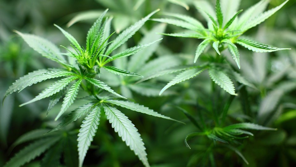 Правительство Украины поддержало легализацию марихуаны