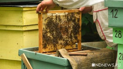 На Урале массово гибнут пчелы. Владельцы пасек подозревают, что насекомых отравили (ФОТО, ВИДЕО)