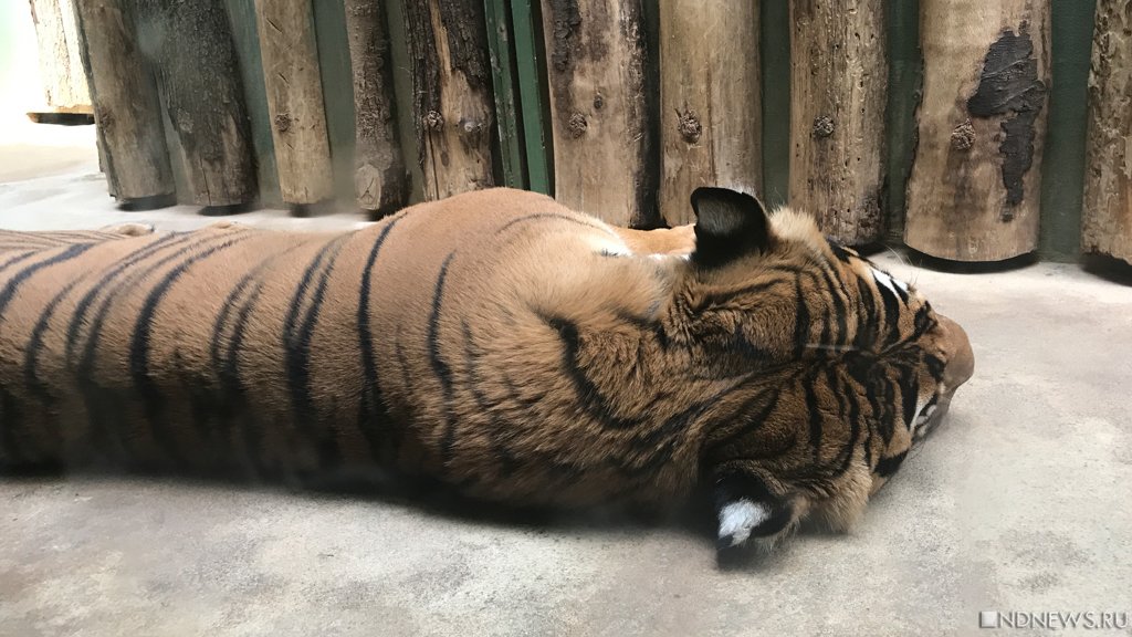 В Индонезии две тигрицы сбежали из зоопарка и убили смотрителя