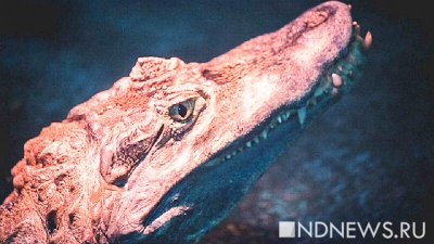 Американские ученые впервые зафиксировали непорочное зачатие крокодилицы