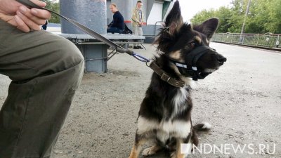 В Якутске хотят ввести налог для владельцев собак