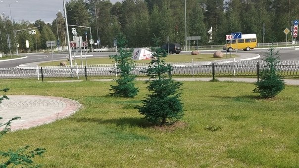 В мэрии Когалыма рассказали, зачем покрасили елки к приезду губернатора Комаровой
