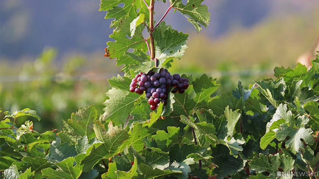 Правительство РФ выделило дополнительные средства на создание центра селекции винограда в Крыму