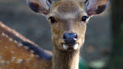 В Кузбассе браконьеры застрелили 12 косуль