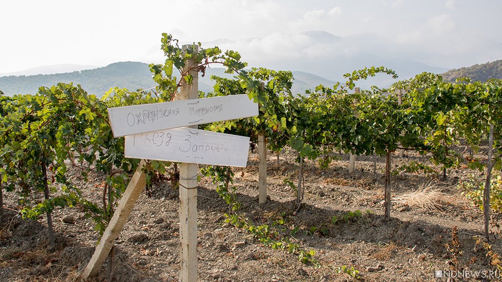Развивать виноделие в Крыму мешает жадность