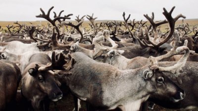 На Ямале отменят норматив содержания оленей на семью