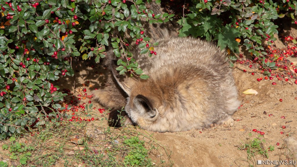 В Крыму появились лисы, лазающие по деревьям (ВИДЕО)