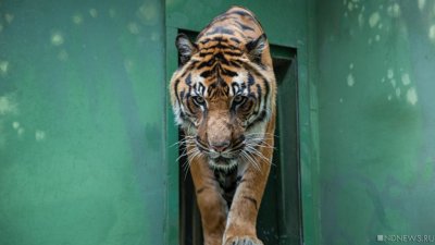 В Приамурье за зиму трех амурских тигров сбили машины
