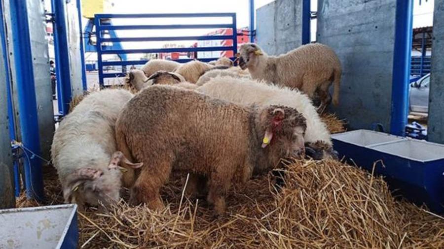Более 60 овец умерли от голода на ферме в Ставрополье