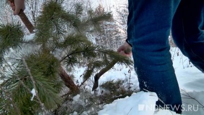 Перед Новым годом на Урале задержали шестерых браконьеров, рубивших елки