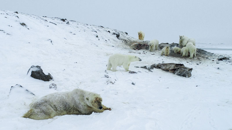 Около 60 голодных белых медведей взяли в кольцо село на Чукотке (ФОТО)