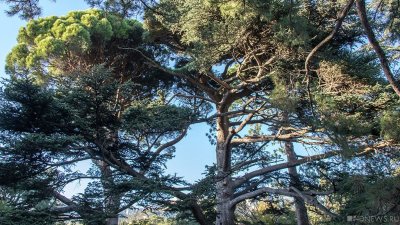 Сенсационное разочарование: самое старое дерево Крыма оказалось не таким уж старым