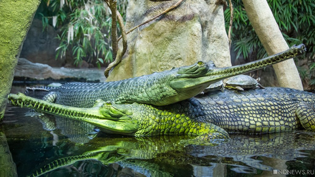 В Крыму внезапно расплодились крокодилы