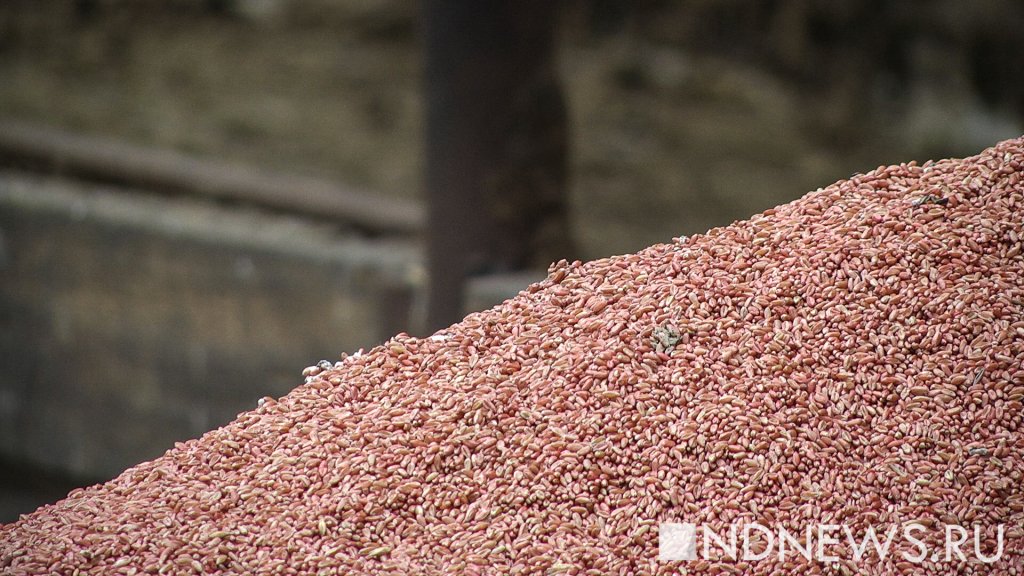 МВД Украины: 2700 вагонов зерна из госрезерва съели мыши