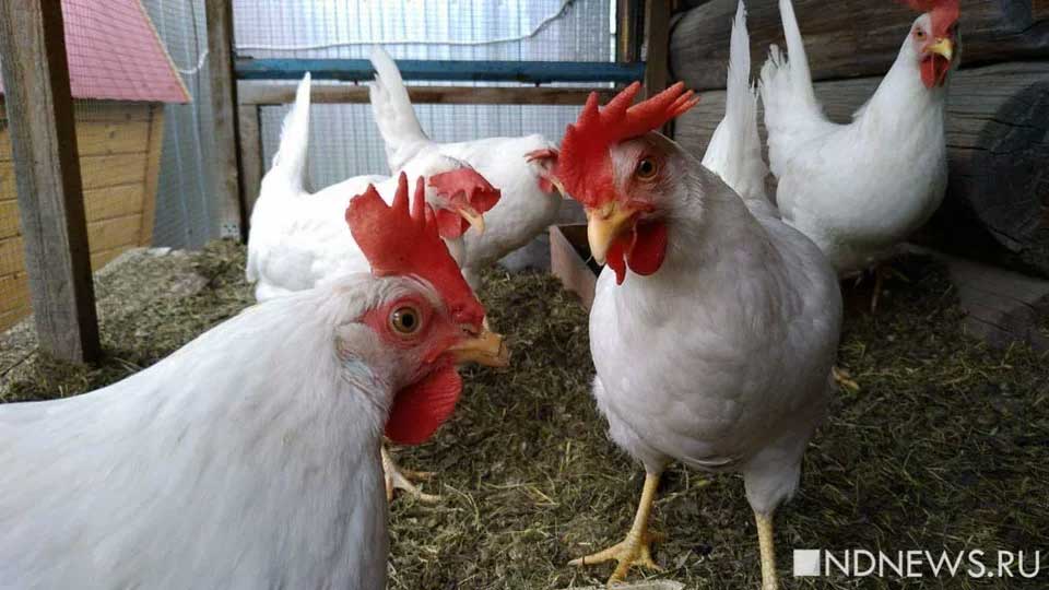 Еще один очаг птичьего гриппа в Тюменской области закрыт на карантин