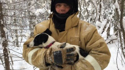 Тюменские спасатели полтора километра преследовали в лесу пса, сбежавшего с места ДТП