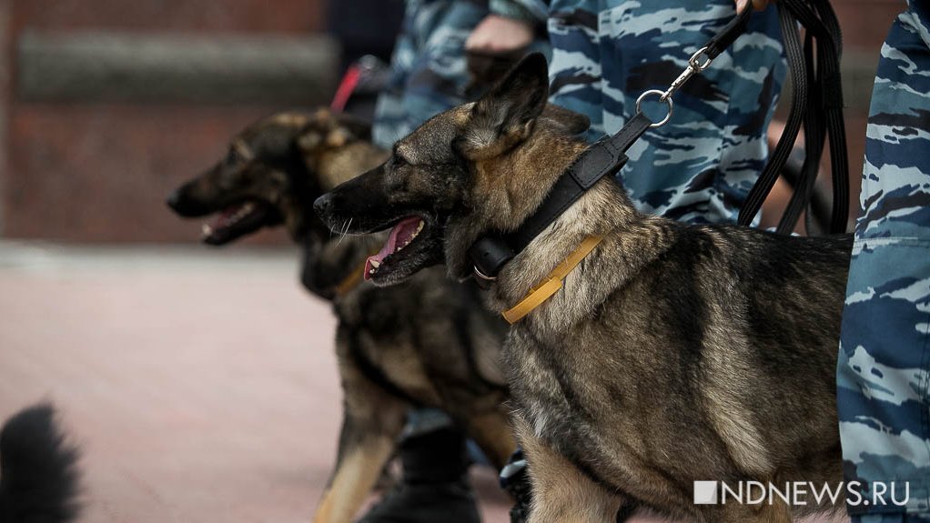 В Варшаве шесть полицейских собак погибли в кипятке