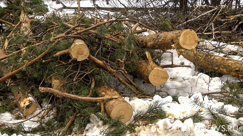 Три иркутянина наладили контрабанду леса на 423 млн рублей