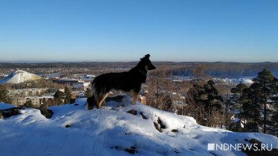 Как выгуливать собаку в мороз – советы ветеринаров