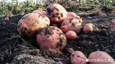 Россияне отказываются сажать картошку