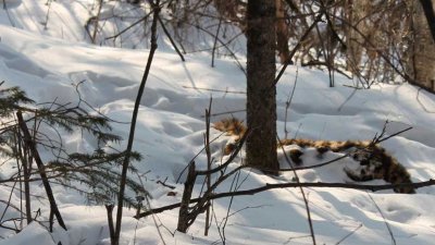 В Хабаровском крае обнаружили труп тигренка